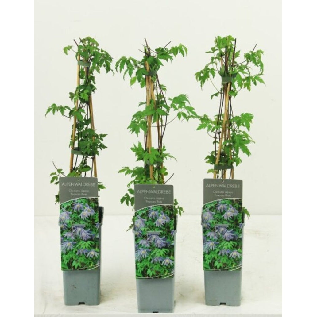 Klematis – Clematis 'Frances Rivis' - C2 50-60 CM 3 Stick